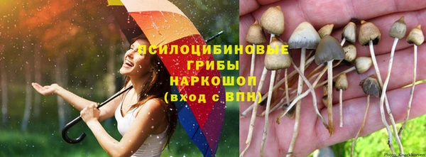 сатива Заводоуковск